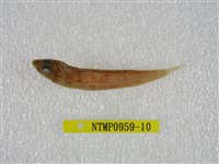 藏品(鬚棘吻魚)的圖片